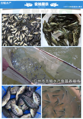 廣東魚苗場批發(fā)活體魚苗 淡水石斑魚苗 石斑魚苗(全國發(fā)貨)包郵